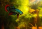 how to care for a betta fish
