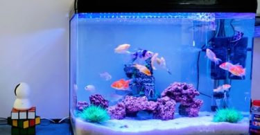 How to set up a fish tank