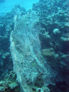 "Gorgonia coral on Golden Blocks reef, Dahab" by mattk1979 is licensed under CC BY-SA 2.0