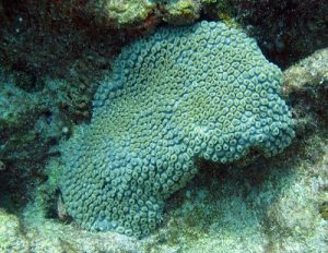 types of coral