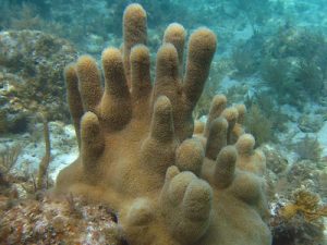 types of coral