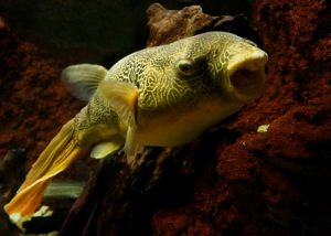 freshwater puffer fish