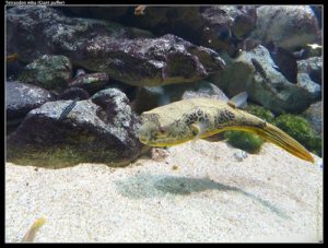 freshwater puffer fish