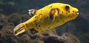 freshwater puffer fish