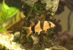 loaches fish