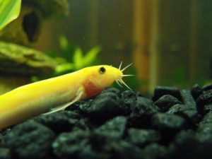 loaches fish