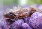 african dwarf frogs care