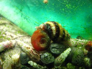 ASSASSIN SNAIL: CARE, SIZE, DIET AND TANKMATES