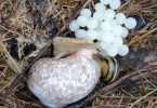 snail eggs
