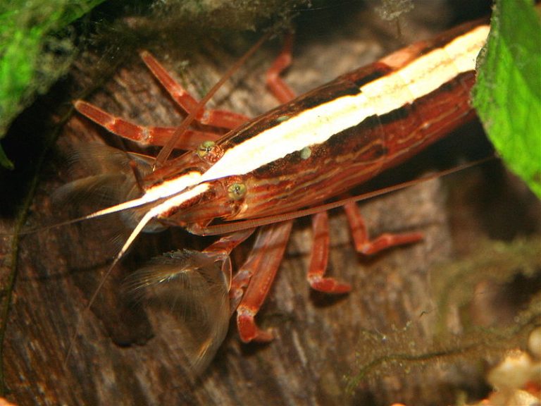 The Complete Care Guide to Bamboo Shrimp