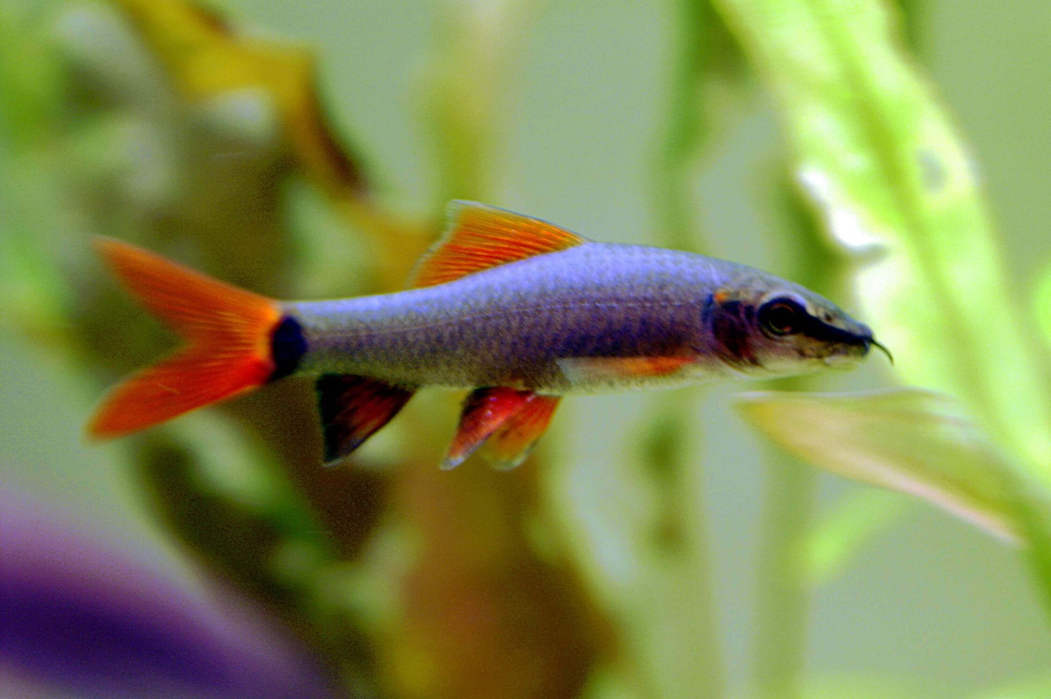 rainbow-sharks-care-guide-feeding-size-and-tank-mates