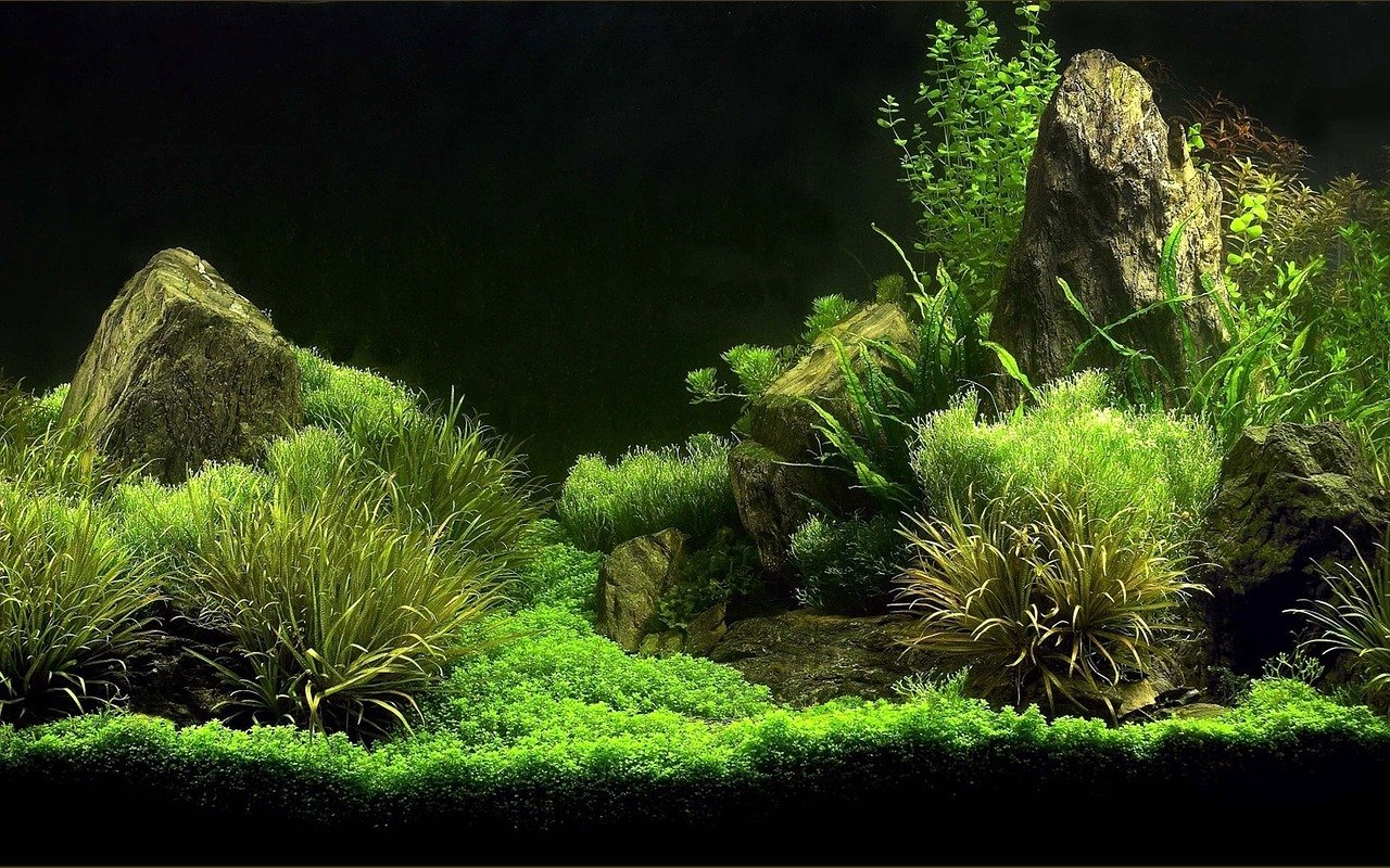 Chemical control of black beard algae - Fireplace aquarium