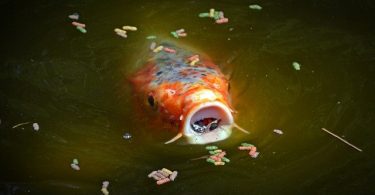 what does a koi fish eat