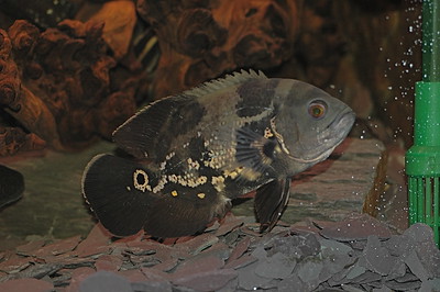 lutino oscar fish turning black