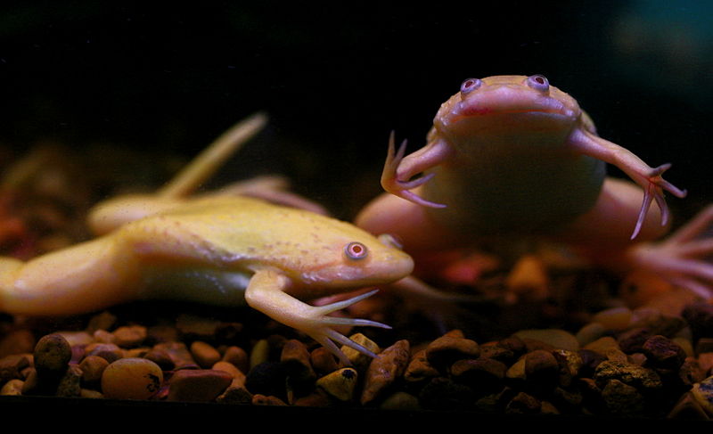 bloated african clawed frog