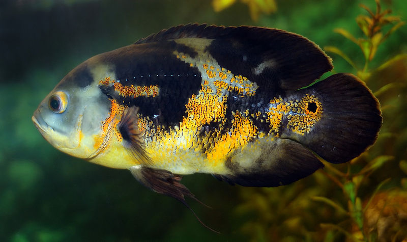 oscar fish sleep on its side