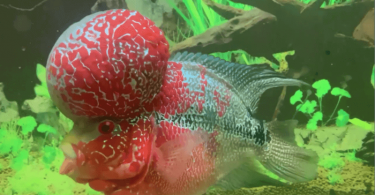 fish that have bump on their head