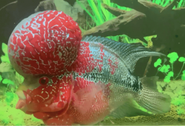 fish that have bump on their head