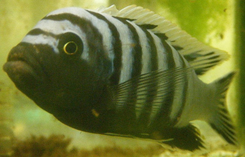 How Long Do Cichlid Fish Live? (In Captivity and in the Wild)