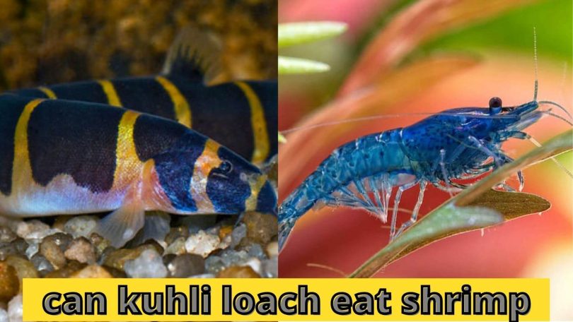 can kuhli loach eat shrimp