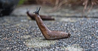 pond slugs