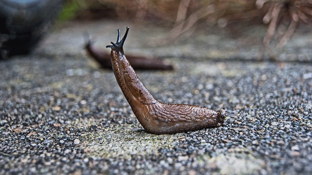pond slugs