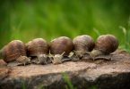 do snails outgrow their shell