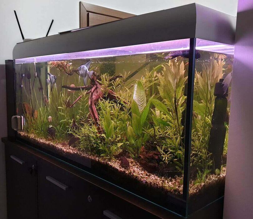 How Much Does A 20 Gallon Fish Tank Weigh With Water 