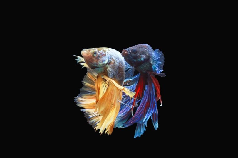 Can You Put Two Female Betta Fish Together