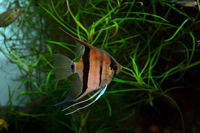Can Angelfish Coexist with Goldfish