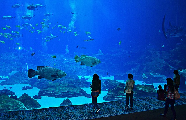 How Much Is the Georgia Aquarium