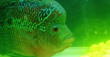 Why Your Fish Tank Turns Green So Fast