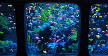How to Clean Aquarium Filter Without Killing Bacteria