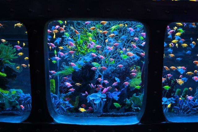 How to Clean Aquarium Filter Without Killing Bacteria