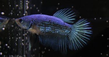 How Long Can a Betta Fish Live Without a Filter
