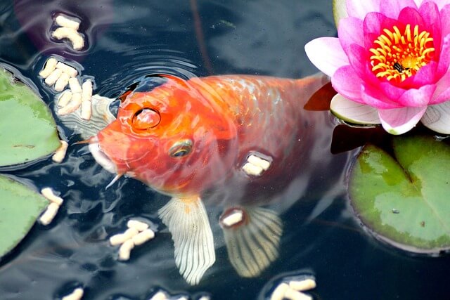 Can Goldfish Eat Tropical Fish Food
