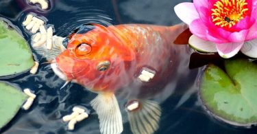 Can Goldfish Eat Betta Food