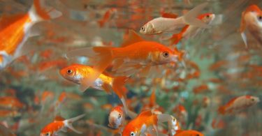 Can Goldfish Survive in Saltwater