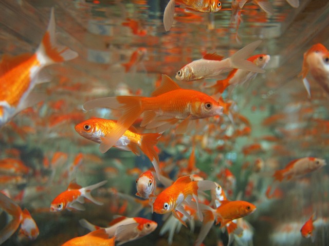 Can Goldfish Survive in Saltwater