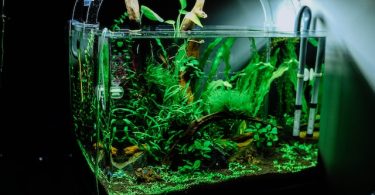 FreshWater Fish Tank Temperature