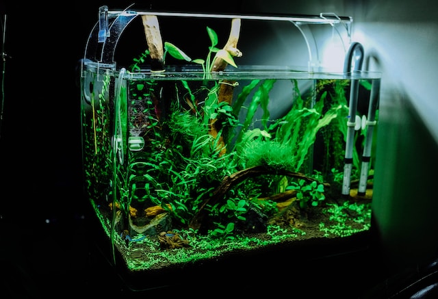How to Clean a Fish Tank Without Removing the Fish