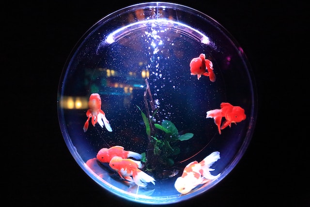 Leaving Your Aquarium Light On 24/7