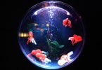Are Bubbles in a Fish Tank Bad