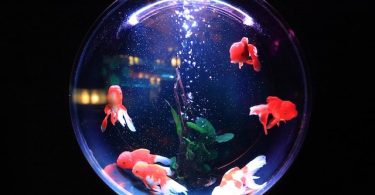 Are Bubbles in a Fish Tank Bad