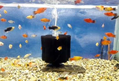 How do i Reduce The Flow of an Aquarium Filter