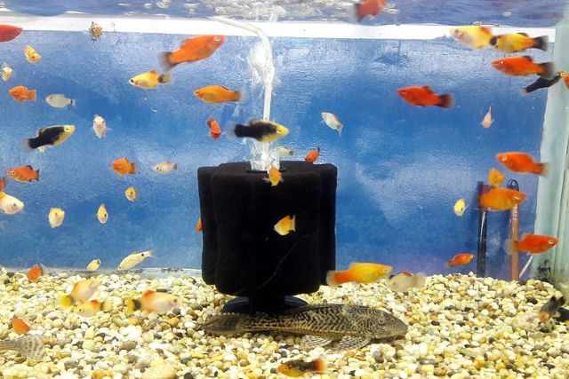 How Often to Change Aquarium Filter