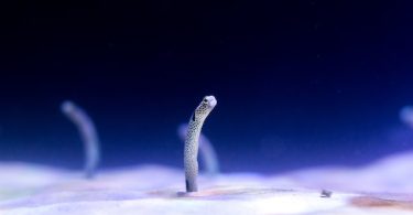 How to get rid of tiny white worms in a fish tank