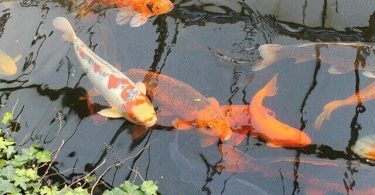 Do Goldfish Eat Other Fish