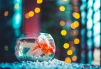 How Long Do Goldfish Live in a Bowl?