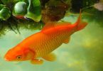Do Goldfish Have Stomach